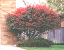 Burning Bush