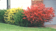 Burning bush dwarf